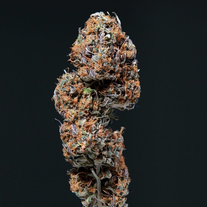 Semilla de marihuana feminizada Deimos de Buddha Seeds, cogollo seco.