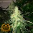 Auto Magnífica - Semillas de marihuana autofloreciente a granel Premium Florprohibida.