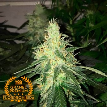 Auto Magnífica - Semillas de marihuana autofloreciente a granel Premium Florprohibida.