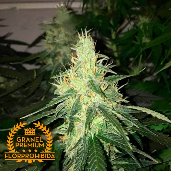 Auto Magnífica - Semillas de marihuana autofloreciente a granel Premium Florprohibida.