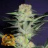 Auto Mamba Negra - Semillas de marihuana autofloreciente a granel Premium Florprohibida.