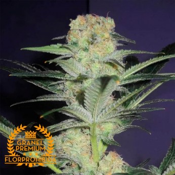 Auto Mamba Negra - Semillas de marihuana autofloreciente a granel Premium Florprohibida.