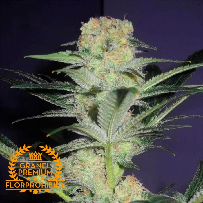 Auto Mamba Negra - Semillas de marihuana autofloreciente a granel Premium Florprohibida.