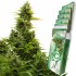 Auto Medikit CBD de Buddha Seeds - Semillas feminizadas de marihuana medicinal.