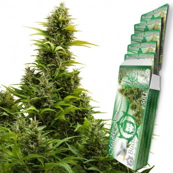 Auto Medikit CBD de Buddha Seeds - Semillas feminizadas de marihuana medicinal.