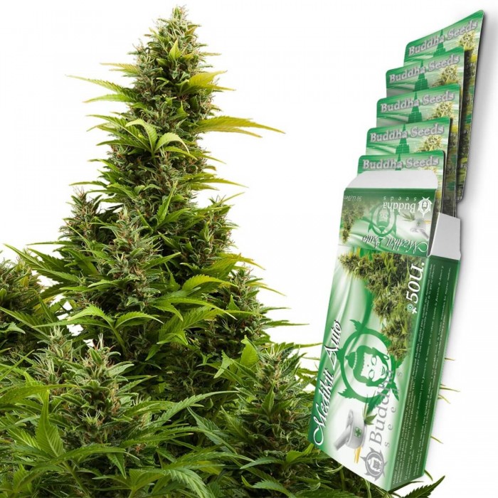 Auto Medikit CBD de Buddha Seeds - Semillas feminizadas de marihuana medicinal.