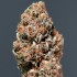 Auto Medikit CBD de Buddha Seeds - Semillas feminizadas de marihuana medicinal, cogollo seco.