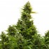 Auto Medikit CBD de Buddha Seeds - Semillas feminizadas de marihuana medicinal, planta productiva.