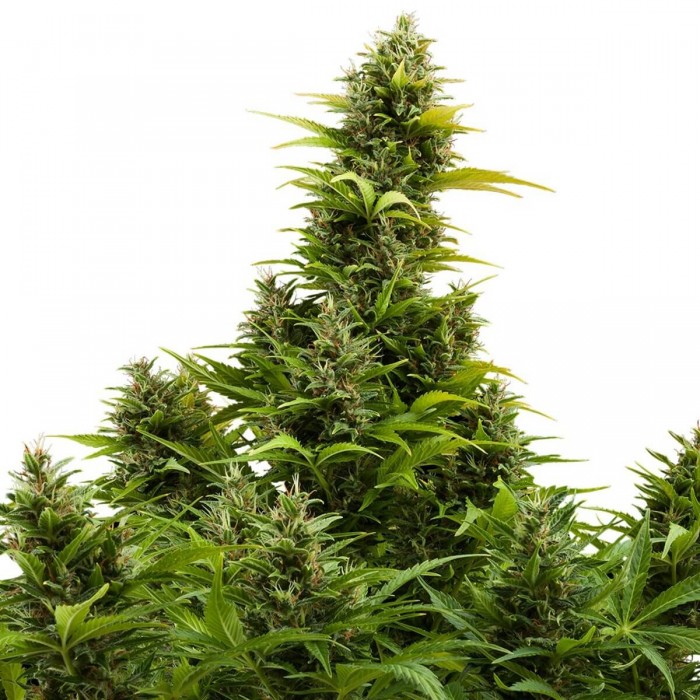 Auto Medikit CBD de Buddha Seeds - Semillas feminizadas de marihuana medicinal, planta productiva.