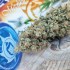 Medikit de Buddha Seeds, Semillas de marihuana CBD sin casi THC, cogollo seco.