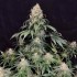 Medikit de Buddha Seeds, Semillas de marihuana CBD sin casi THC.