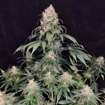 Medikit de Buddha Seeds, Semillas de marihuana CBD sin casi THC.