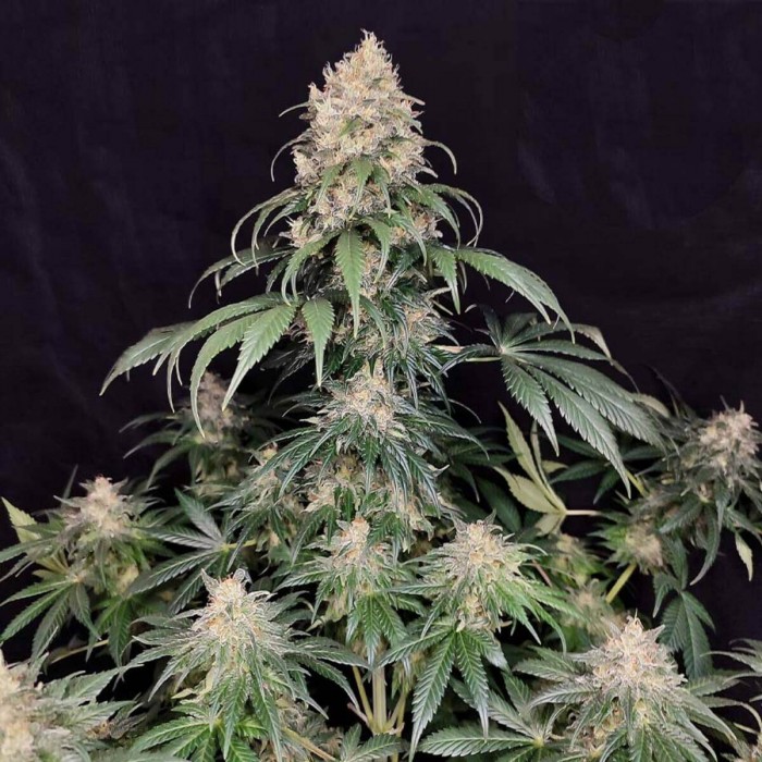 Medikit de Buddha Seeds, Semillas de marihuana CBD sin casi THC.