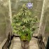 Medikit de Buddha Seeds, Semillas de marihuana CBD sin casi THC, cultivo de interior.