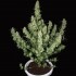 Oferta paquete de 50 semillas Magnum de Buddha Seeds, planta.