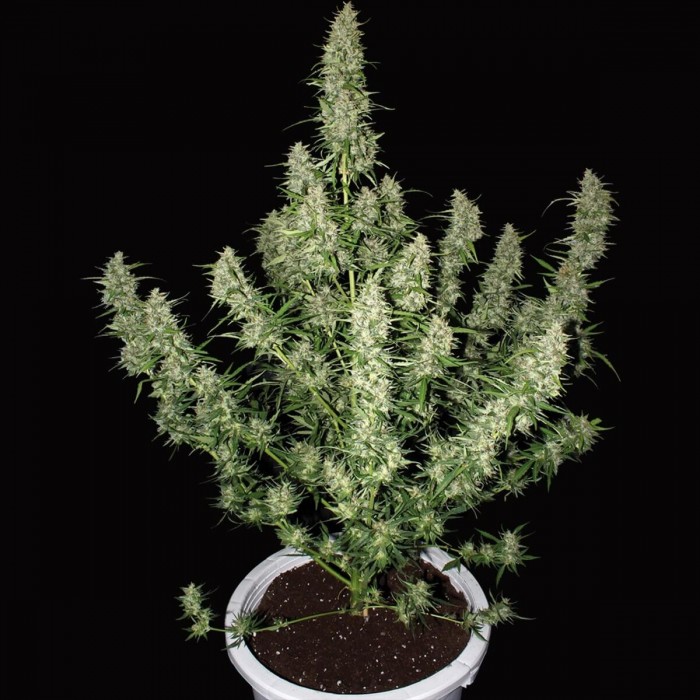 Oferta paquete de 50 semillas Magnum de Buddha Seeds, planta.