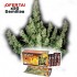 Oferta paquete de 50 semillas Magnum de Buddha Seeds.
