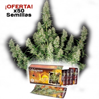 Oferta paquete de 50 semillas Magnum de Buddha Seeds.