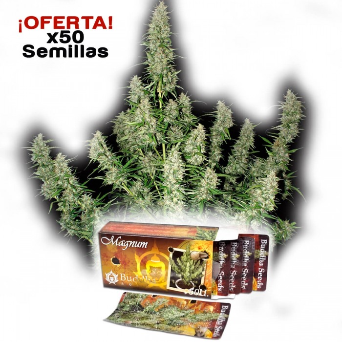 Oferta paquete de 50 semillas Magnum de Buddha Seeds.