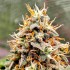 Oferta paquete de 50 semillas Magnum de Buddha Seeds, resina.