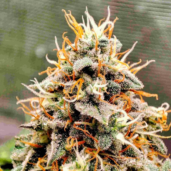 Oferta paquete de 50 semillas Magnum de Buddha Seeds, resina.