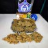 Oferta paquete de 50 semillas Magnum de Buddha Seeds, bandeja de cogollos.