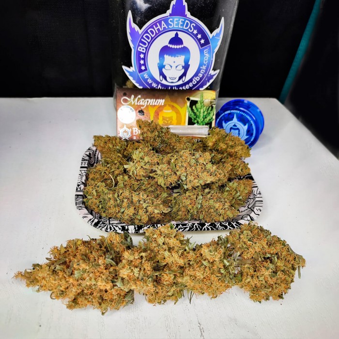 Oferta paquete de 50 semillas Magnum de Buddha Seeds, bandeja de cogollos.