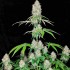 Oferta paquete de 50 semillas Magnum de Buddha Seeds, cogollos.