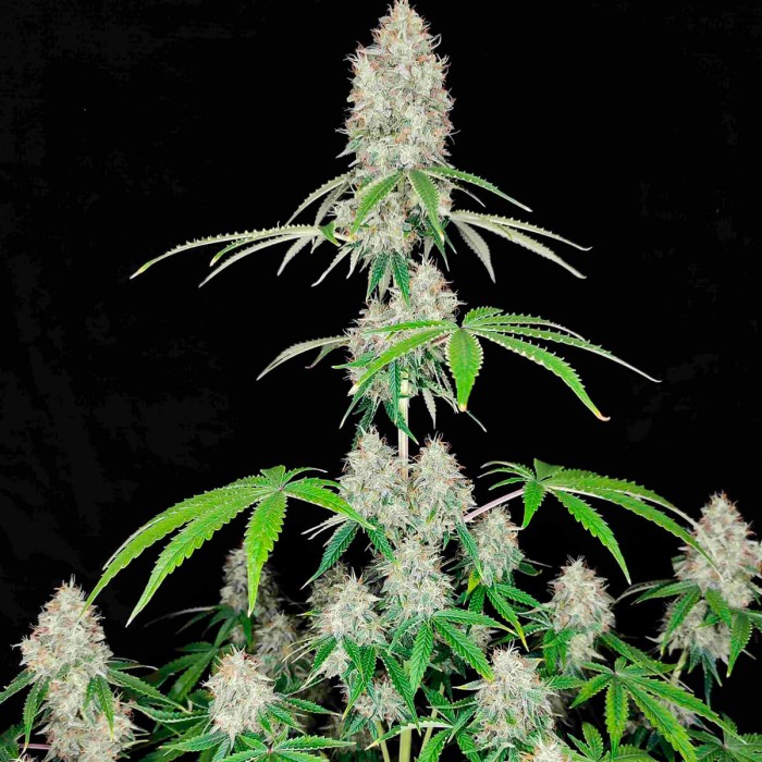 Oferta paquete de 50 semillas Magnum de Buddha Seeds, cogollos.