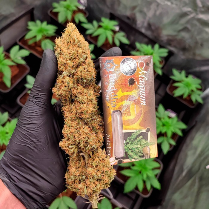 Oferta paquete de 50 semillas Magnum de Buddha Seeds, cogollo seco