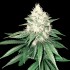 Semillas de marihuana feminizadas Tahoe Bilbo de Genehtik Seeds, cogollo.