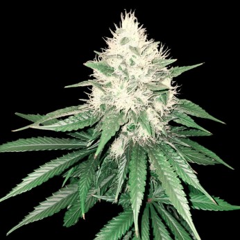 Semillas de marihuana feminizadas Tahoe Bilbo de Genehtik Seeds, cogollo.