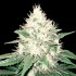 Semillas de marihuana feminizadas Tahoe Bilbo de Genehtik Seeds, resina.