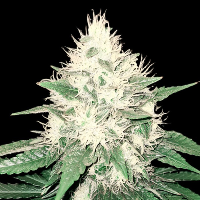 Semillas de marihuana feminizadas Tahoe Bilbo de Genehtik Seeds, resina.