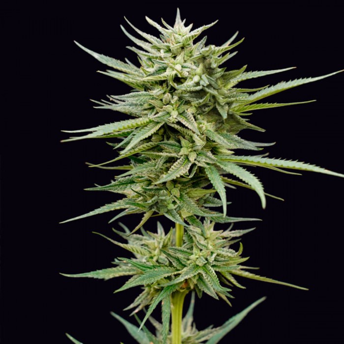 Semillas de marihuana feminizadas Tahoe Bilbo de Genehtik Seeds, punta principal.