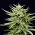 Semillas de marihuana feminizadas Tahoe Bilbo de Genehtik Seeds, resina.