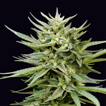 Semillas de marihuana feminizadas Tahoe Bilbo de Genehtik Seeds, resina.
