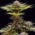 Semillas de marihuana feminizadas Karamelua Bilbo de Genehtik Seeds, planta.
