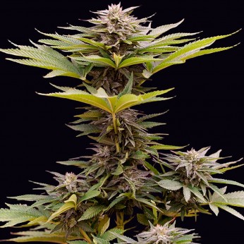 Semillas de marihuana feminizadas Karamelua Bilbo de Genehtik Seeds, planta.