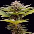 Semillas de marihuana feminizadas Karamelua Bilbo de Genehtik Seeds, resina.