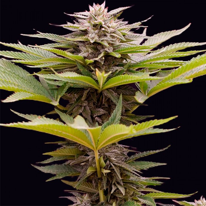 Semillas de marihuana feminizadas Karamelua Bilbo de Genehtik Seeds, resina.