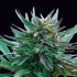 Semillas de marihuana feminizadas Girl Scout Cookies de Genehtik Seeds, cogollo resinoso.