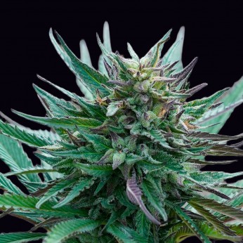 Semillas de marihuana feminizadas Girl Scout Cookies de Genehtik Seeds, cogollo resinoso.