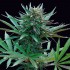 Semillas de marihuana feminizadas Girl Scout Cookies de Genehtik Seeds, planta.