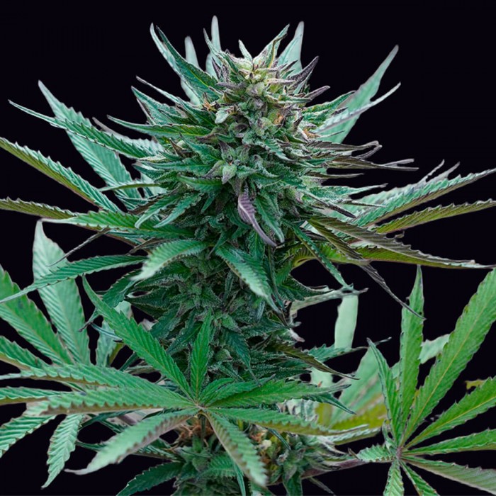 Semillas de marihuana feminizadas Girl Scout Cookies de Genehtik Seeds, planta.