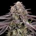 Semillas de marihuana feminizadas Monaco de Nine Weeks Harvest, cogollo morado resinoso.