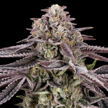 Semillas de marihuana feminizadas Monaco de Nine Weeks Harvest, cogollo morado resinoso.