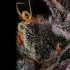 Semillas de marihuana feminizadas Azulcar de Nine Weeks Harvest, resina.