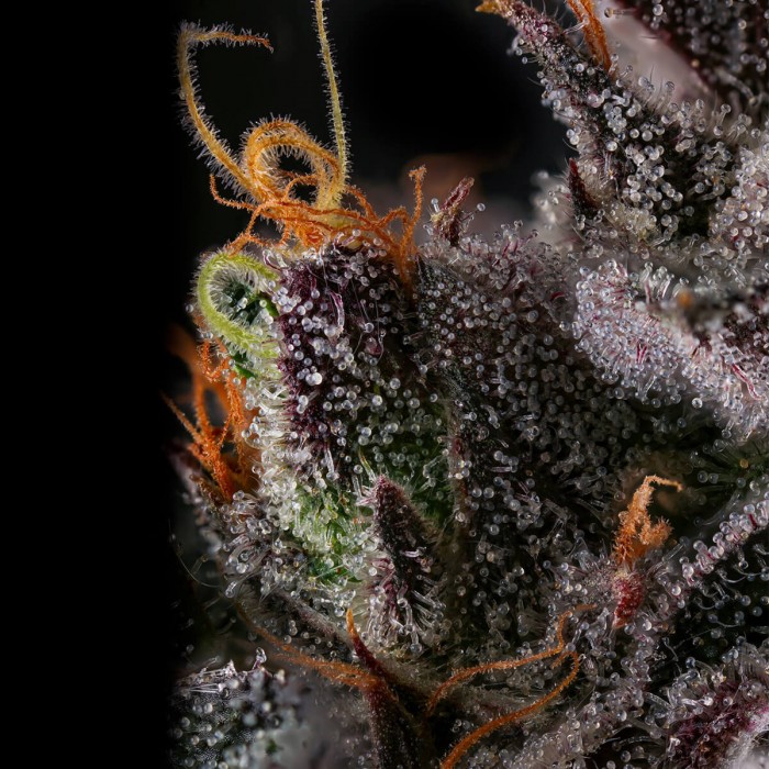 Semillas de marihuana feminizadas Azulcar de Nine Weeks Harvest, resina.