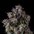 Semillas de marihuana feminizadas Azulcar de Nine Weeks Harvest, cogollo morado resinoso.